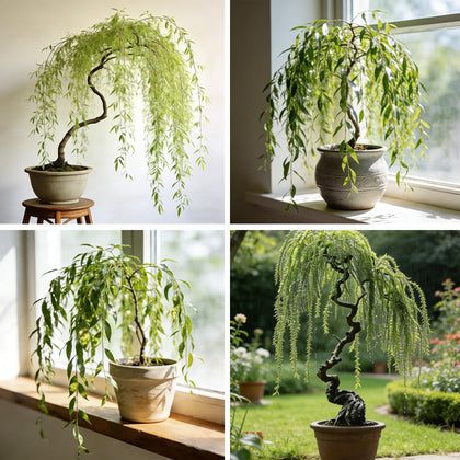 Generic Weeping Willow seeds packaging showing viability for bonsai projects