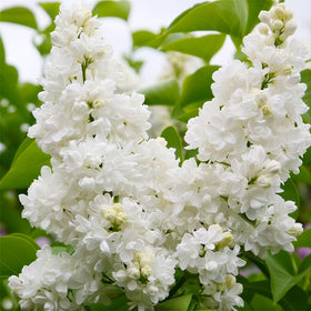 Generic well-drained soil lilac planting image emphasizes proper site conditions.