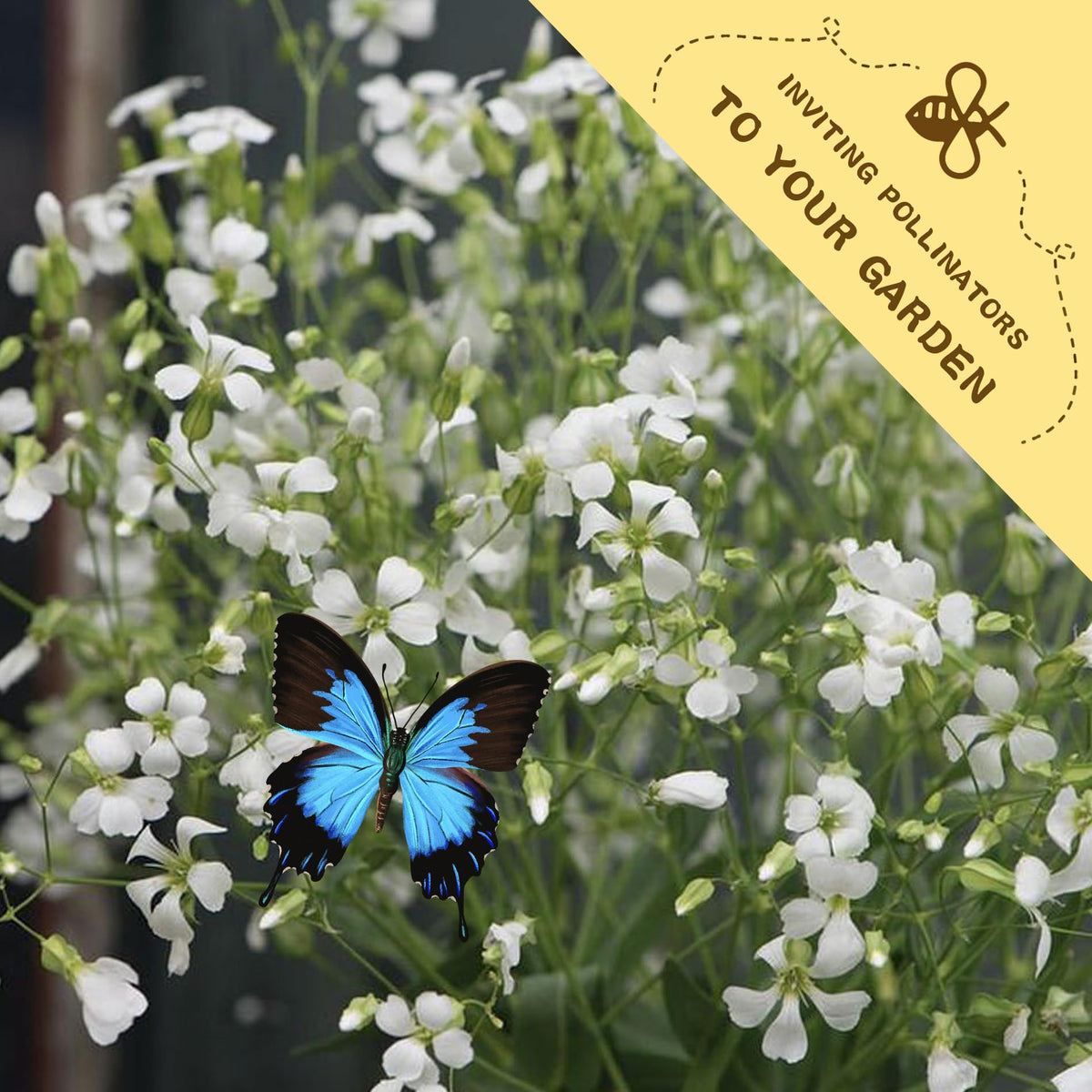 Generic White Common Soapwort Seeds Pack delicate-petals invites pollinators and light garden drama