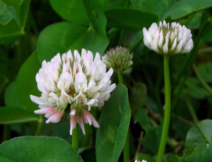 Generic White Dutch Clover seeds bulk for lawns and pollinators.