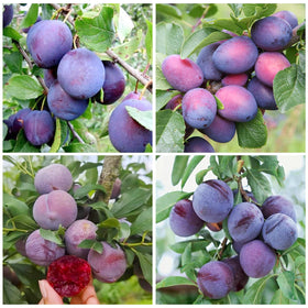 Generic wild plum tree seeds seed packet for home orchard planting