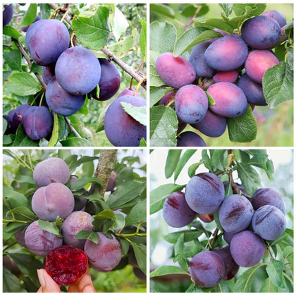 Generic wild plum tree seeds seed packet for home orchard planting