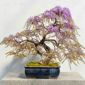 Generic Wisteria Bonsai finished display serves as a focal point.