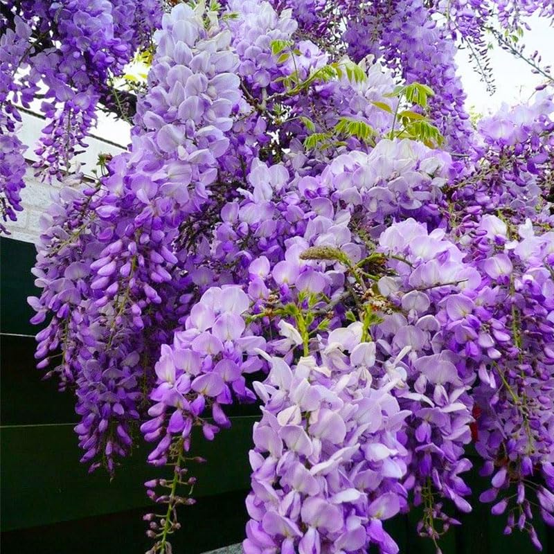Generic Wisteria Bonsai seedling training shows pruning and shaping in progress.