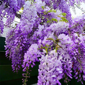 Generic Wisteria Bonsai seedling training shows pruning and shaping in progress.
