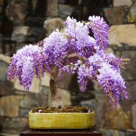 Generic Wisteria Bonsai Seeds Pack for indoor and patio displays.