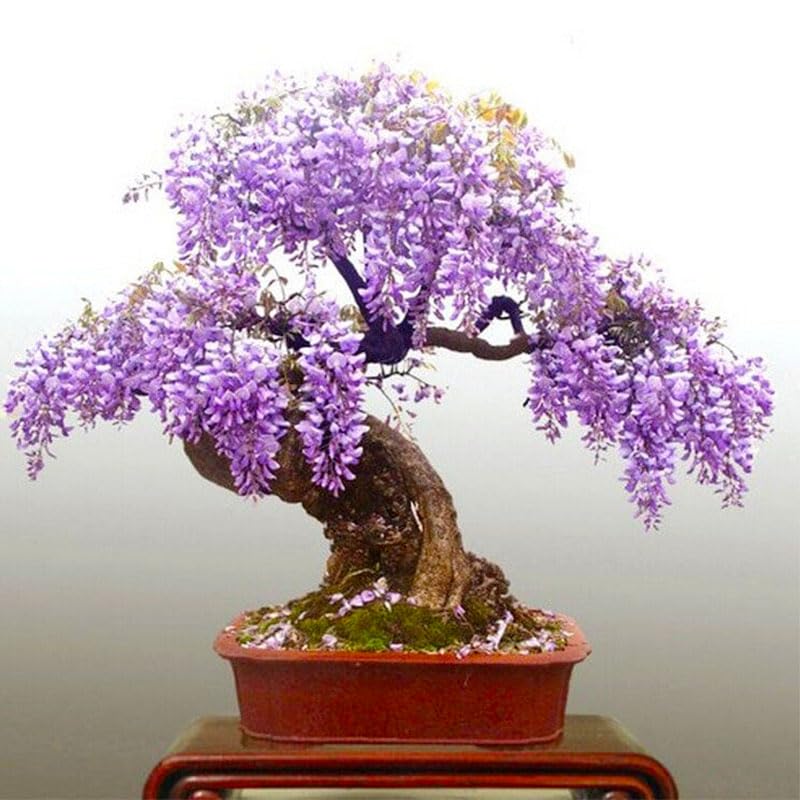 Generic Wisteria Bonsai Seeds soaking helps germination and even growth.