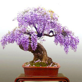 Generic Wisteria Bonsai Seeds soaking helps germination and even growth.