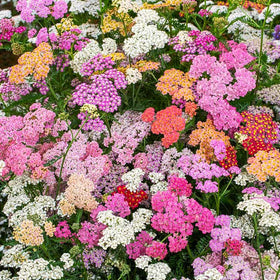 Generic yarrow bouquet-use and crafts with fresh blooms for arrangements.