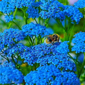 Generic Yarrow Pastels blooms in cutting garden offering color and versatility