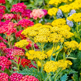 Generic Yarrow Pastels drought-tolerant plants thriving in a well-drained bed