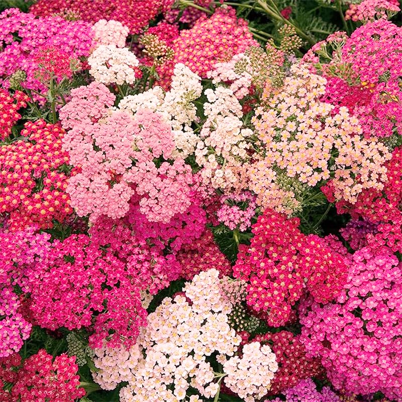 Generic Yarrow Pastels bloom attracting bees and butterflies in a pollinator garden