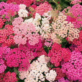 Generic Yarrow Pastels bloom attracting bees and butterflies in a pollinator garden