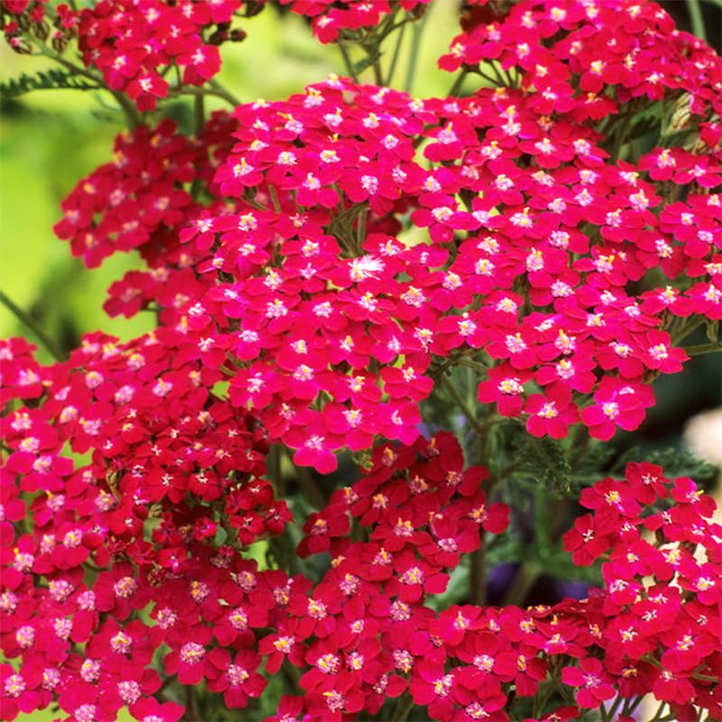 Close-up of Generic Yarrow Pastels seeds germinating in soil