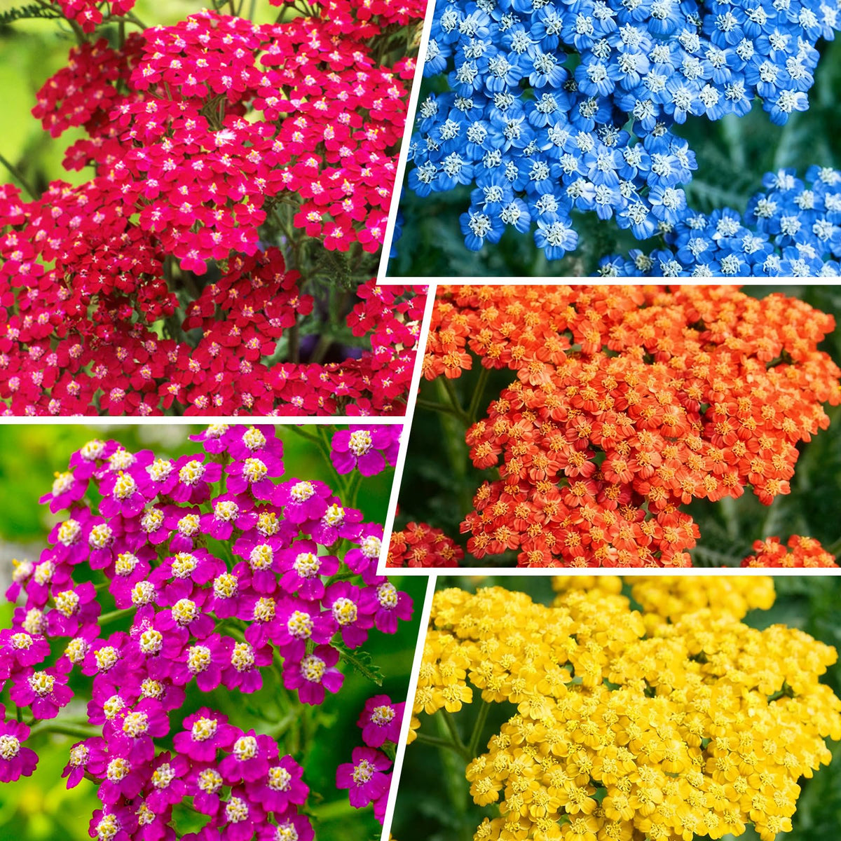 Generic Yarrow Pastels seed pack front view for easy garden planning