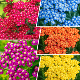 Generic Yarrow Pastels seed pack front view for easy garden planning