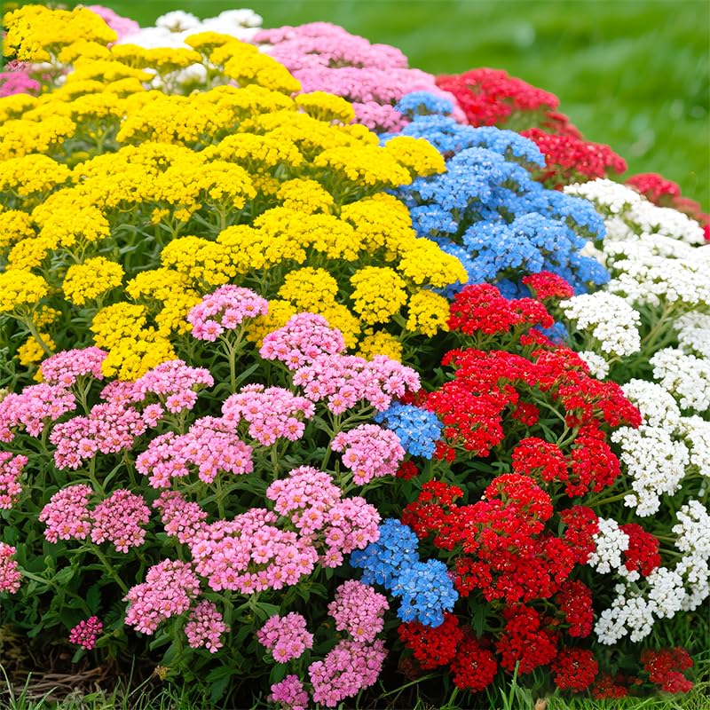 Generic pollinator-friendly yarrow clusters attract butterflies and bees.