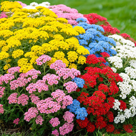 Generic pollinator-friendly yarrow clusters attract butterflies and bees.