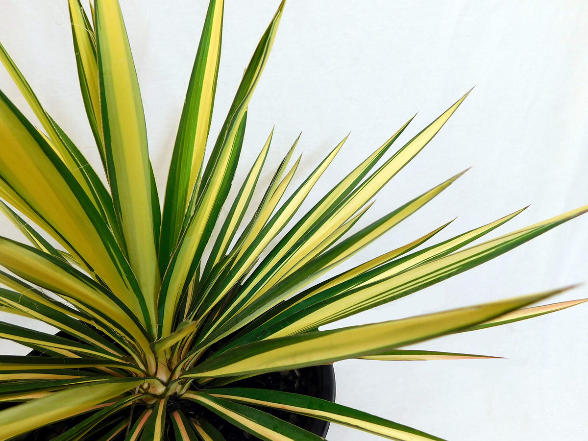 Generic Yucca Color Guard in a container demonstrates bold color for patios and entryways.