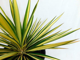Generic Yucca Color Guard in a container demonstrates bold color for patios and entryways.