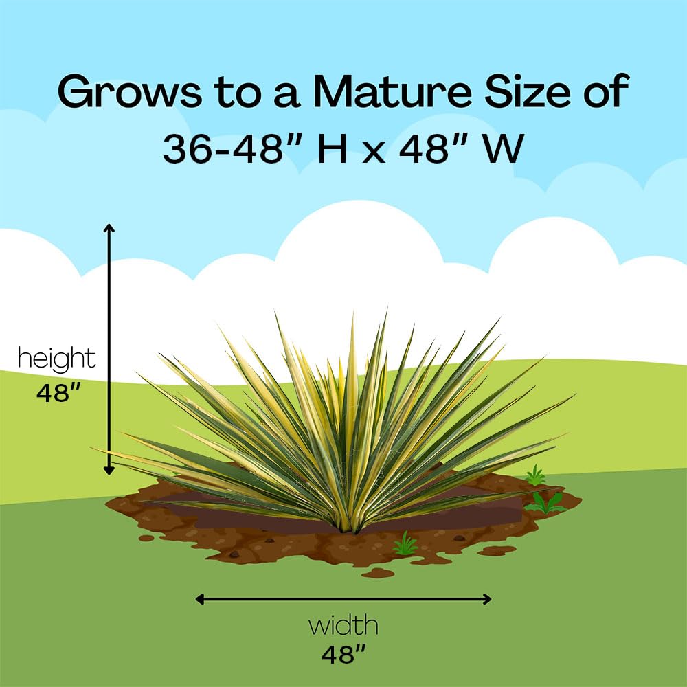 Generic Yucca Color Guard low maintenance evergreen highlights year-round color.