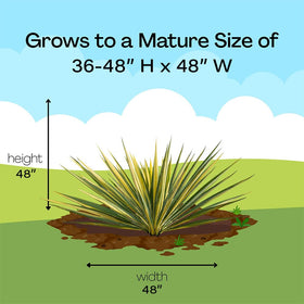 Generic Yucca Color Guard low maintenance evergreen highlights year-round color.