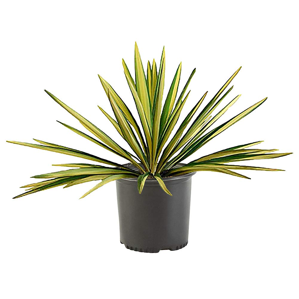 Generic Yucca Color Guard leaf close-up highlights vibrant green leaves with a central yellow stripe, ideal for accents.