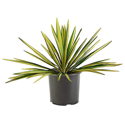 Generic Yucca Color Guard leaf close-up highlights vibrant green leaves with a central yellow stripe, ideal for accents.