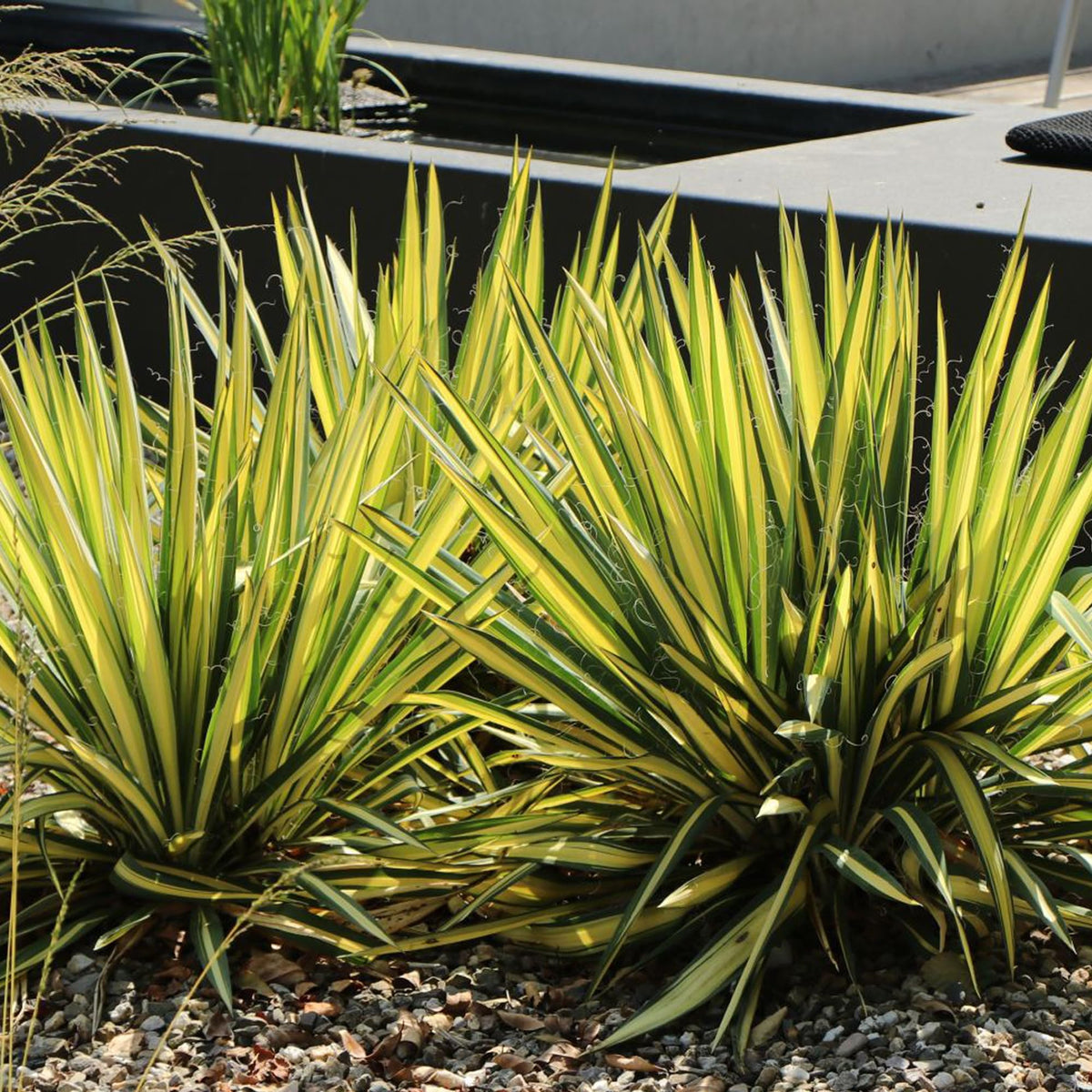 Generic Yucca Color Guard mature plant size illustrating 48-inch width and 36–48-inch height, great for borders.