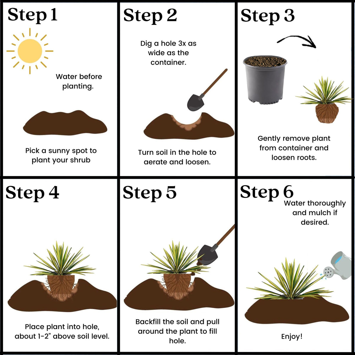 Generic Yucca Color Guard salt spray tolerance helps coastal gardens stay resilient.