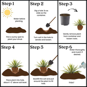 Generic Yucca Color Guard salt spray tolerance helps coastal gardens stay resilient.