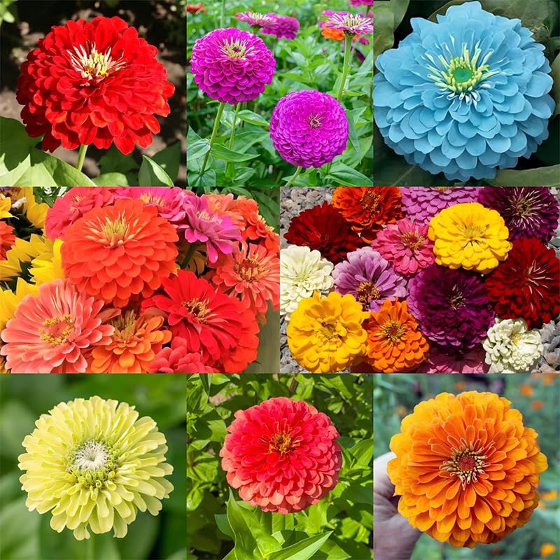 Generic zinnia dahlia seeds direct sow in warm sun for long-lasting color