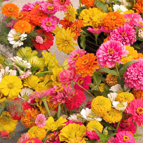 Generic Zinnia Seeds colorful blooms ideal for border gardens