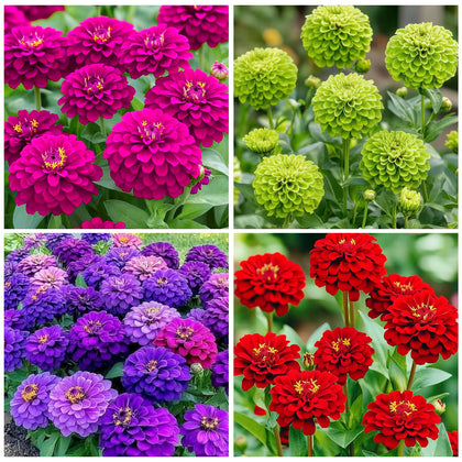 Generic Zinnia Seeds California Giants close-up showing vibrant blooms for sunny borders