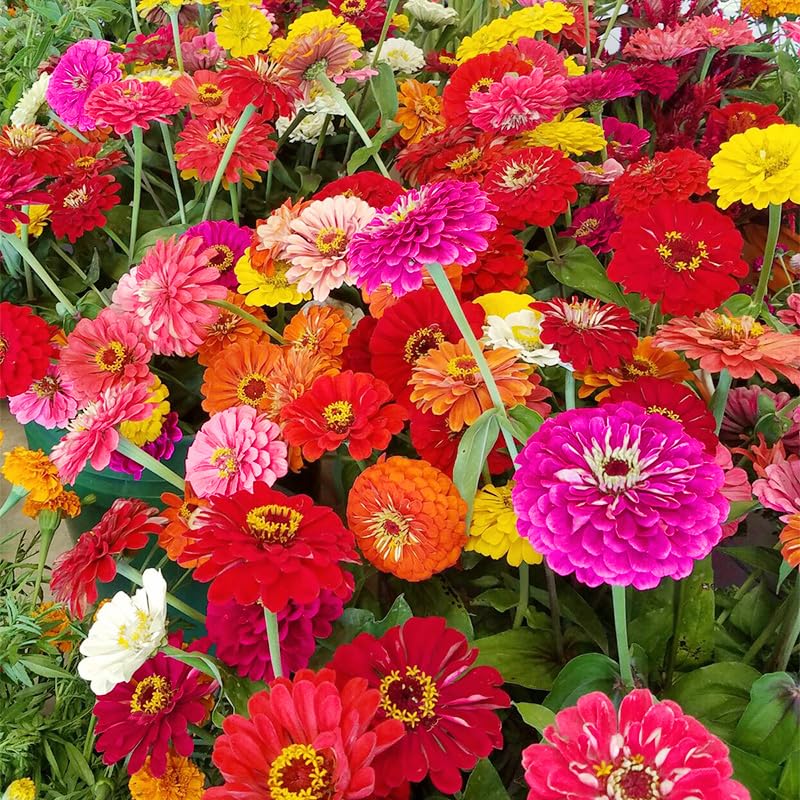 Generic Zinnia Seeds packaging view highlighting non-GMO heirloom seeds