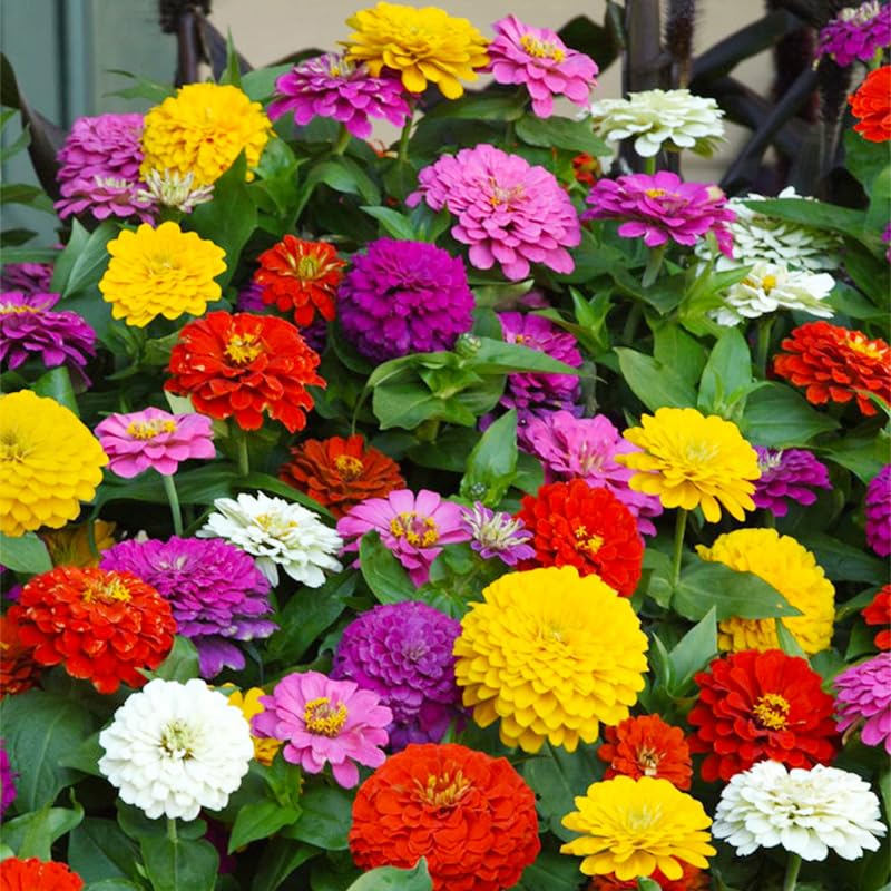 Generic Zinnia Seeds cut flower potential with sturdy stems