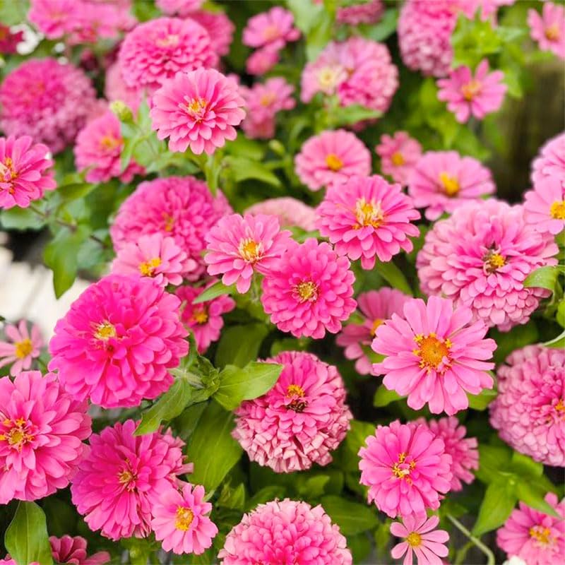 Generic Zinnia Seeds ready for planting in warm, sunny garden beds