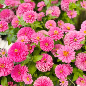 Generic Zinnia Seeds ready for planting in warm, sunny garden beds