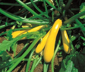 Generic Zucchini Summer Squash Seeds being sown to grow vibrant yellow fruit in home gardens.