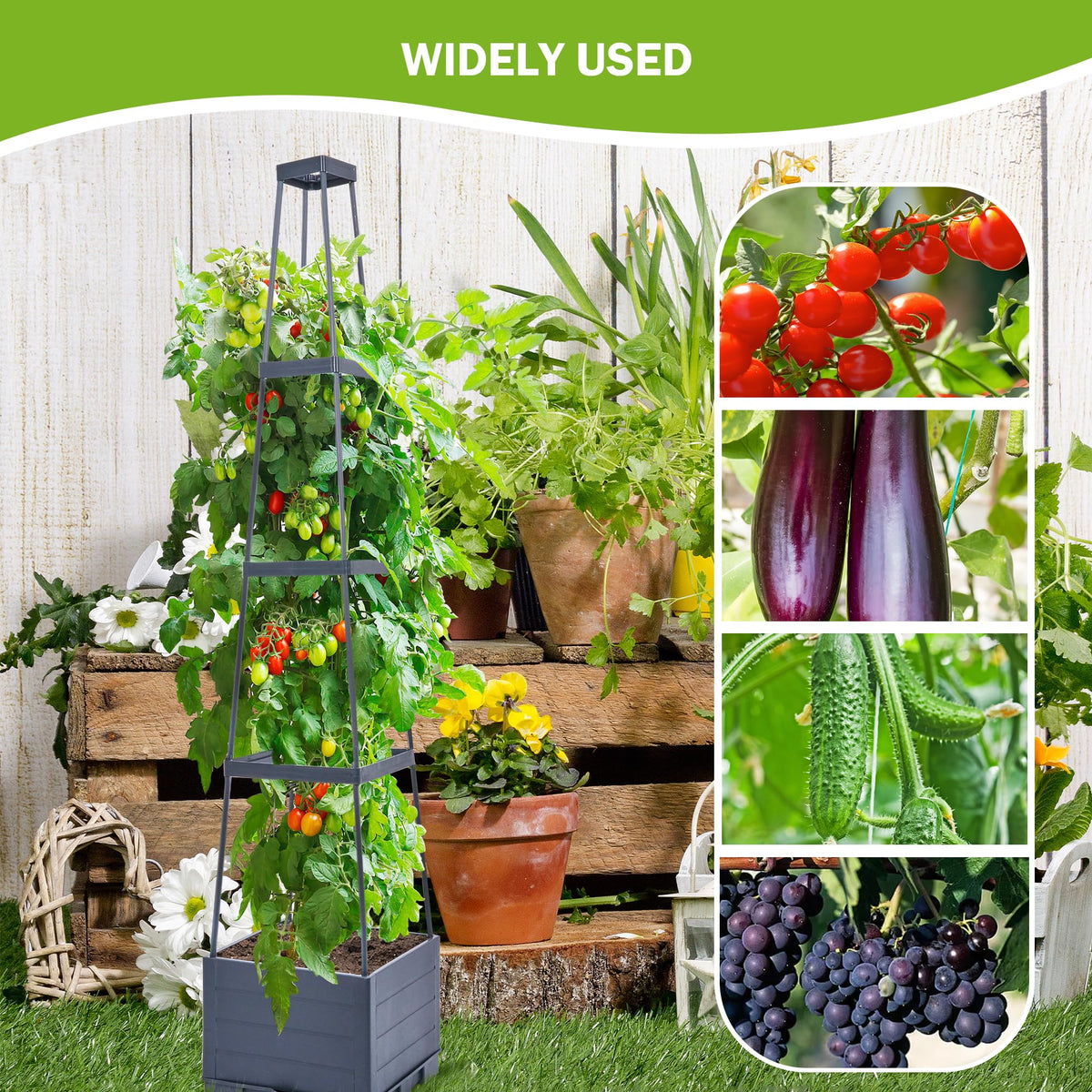 Bottom water reservoir keeps tomato roots moist for days between fills