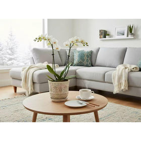 Gepege gift-ready ceramic planters ideal for birthdays or housewarmings.