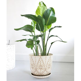 Gepege gift-ready ceramic plant pot for plant lovers.