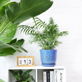 Gepege plant pot, gift-ready for gardeners and plant lovers.