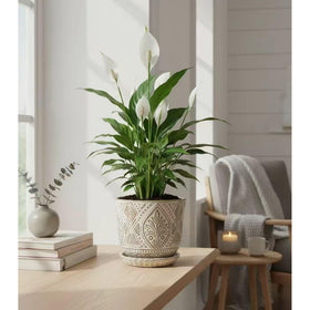 Gepege modern planter set as a stylish indoor garden accent for living rooms.