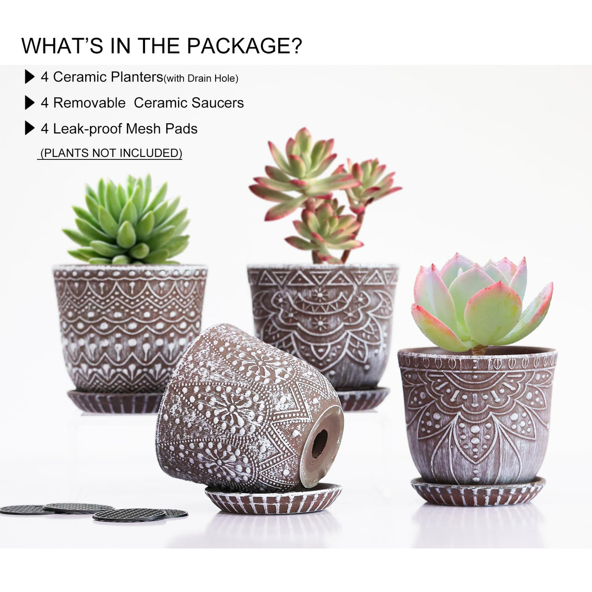 Gepege succulent pot with removable saucer for flexible display.