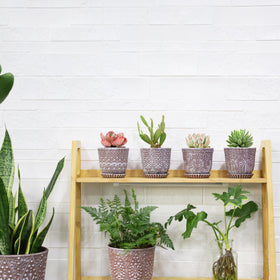 Gepege gift-ready succulent pots ideal for plant lovers.