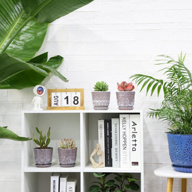 Gepege 4-pack succulent pots arranged for coordinated shelf display.