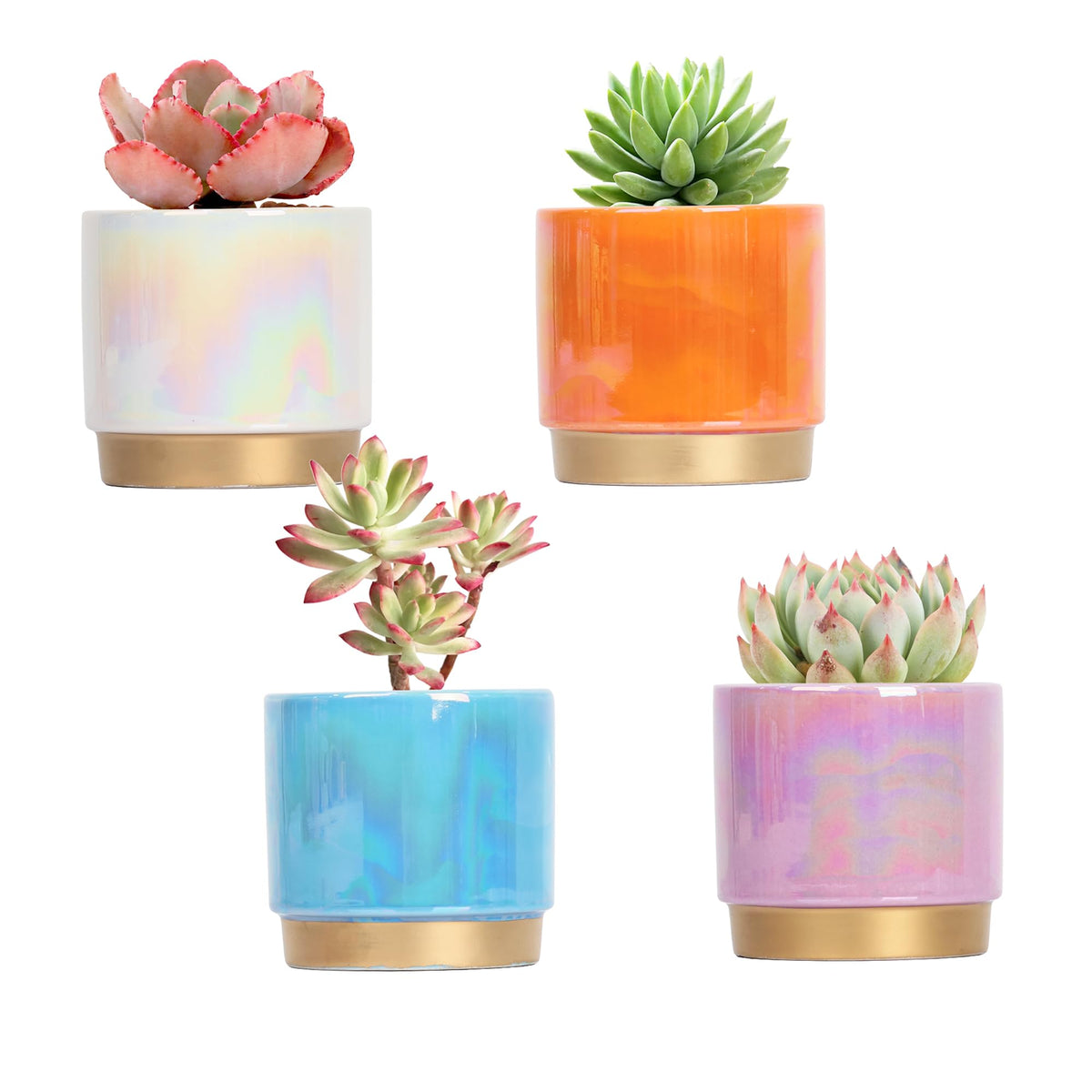 Gepege Rainbow-pearlescent glaze pots showcase vibrant indoor decor and stylish plant display.