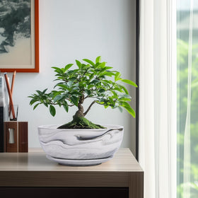 G EPGardening Bonsai Pots grey sculpted texture adds modern flair to rooms.