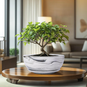 G EPGardening Bonsai Pots large-round-planter adapts to many arrangements.